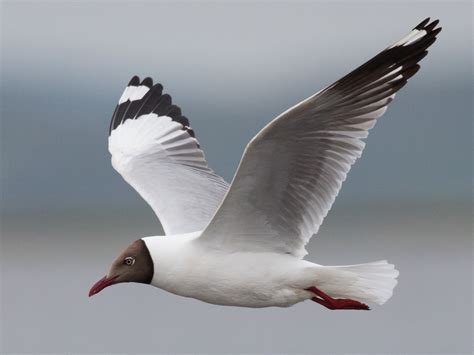 チャガシラカモメ - eBird