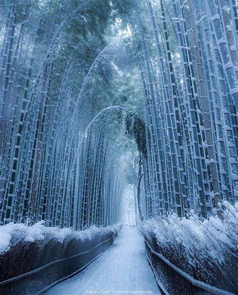 arashiyama bamboo grove - Google Search | Japan travel, Winter scenery ...