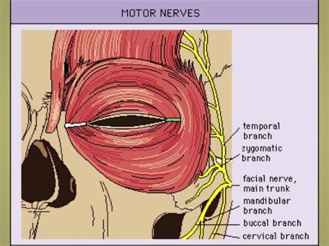 Muscles Of Eyelid