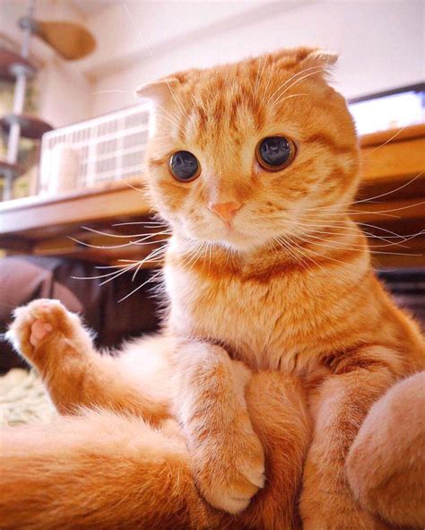 Big eyes, tiny ears #foldkitty #cattraining | Cute animals, Cute cats ...