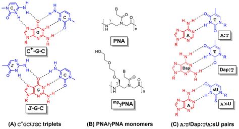 Molecules | Free Full-Text | Peptide Nucleic Acids and Gene Editing ...