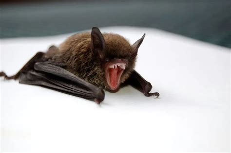 Fun Big Brown Bat Facts For Kids | Kidadl