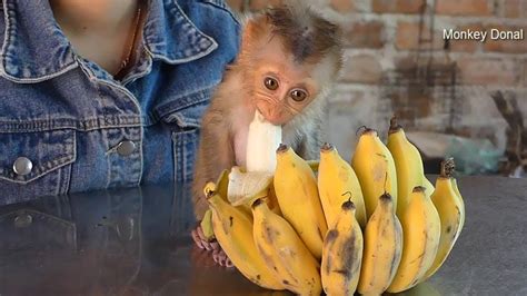 Cute Tiny Donal Like Soft Banana| Baby Monkey Eating Banana - YouTube