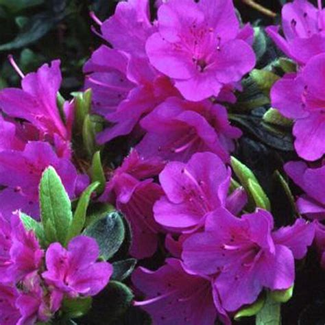 1 X PURPLE AZALEA JAPANESE EVERGREEN SHRUB HARDY GARDEN PLANT IN POT | eBay