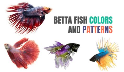 Betta Fish Colors & Patterns: Common (& Rare) Ones Revealed