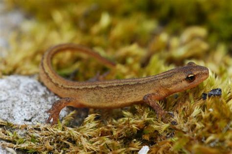 Surprising Things Few People Know About Common Newts – Animal Encyclopedia