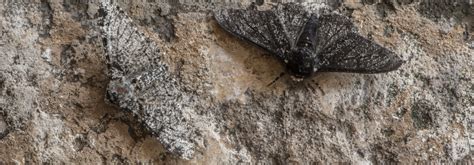 A Lesson in Natural Selection: Evolution of the Peppered Moth – MONQ