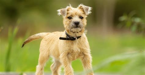 Cairn Terrier Breed Guide (Lifespan, Size & Characteristics)