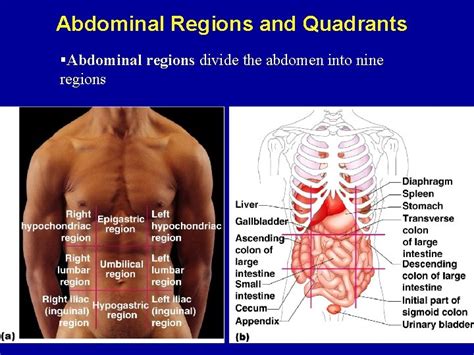 Regions Of Abdomen Diagram