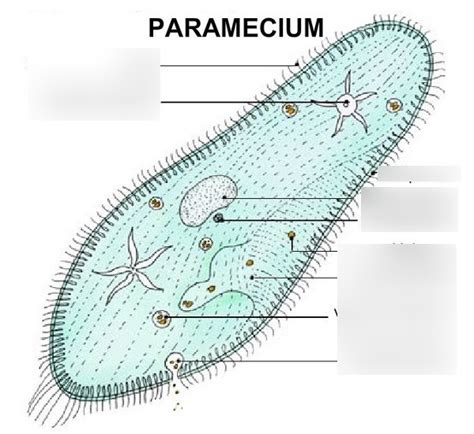 Ciliate - Paramecium Diagram | Quizlet