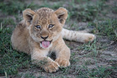 Taronga Zoo Has Announced The Birth Of Five African Lion Cubs And You ...