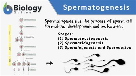 Spermatogenesis - Definition and Examples - Biology Online Dictionary