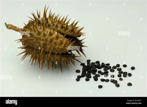 Thorn Apple (Datura stramonium), seed pod and seeds, studio picture ...