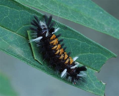 Garden Caterpillars Identification