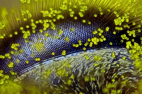 The 20 best microscope images of the year - Business Insider