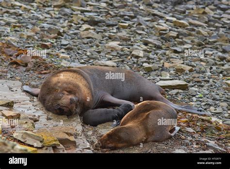 Breeding pair of Southern Sea Lions (Otaria flavescens) with pup on the ...