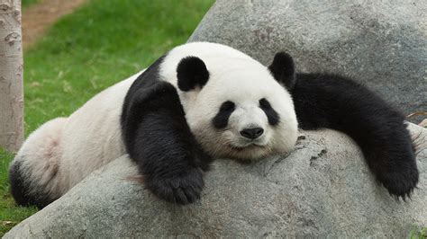 Cute Black and White Panda - Colors Photo (34704800) - Fanpop