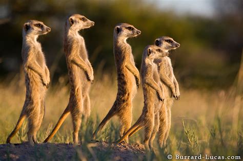 Meerkats | Meerkat Photos