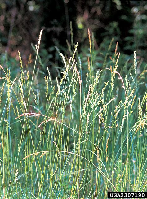 Tall Fescue - Nonnative Invasive Plants of Southern Forests - A Field ...