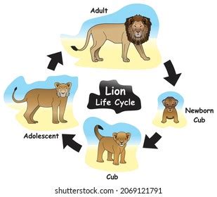 Vektor Stok Hippopotamus Life Cycle Infographic Diagram Showing (Tanpa ...