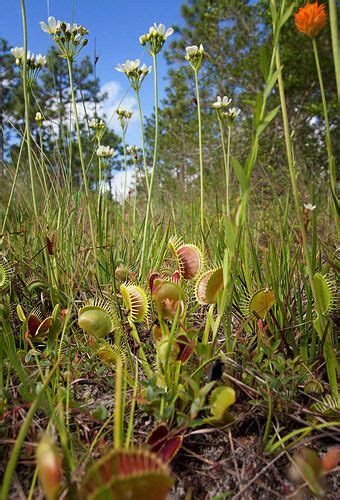 Venus flytrap habitat | Venus fly trap, Carnivorous plants, Bog plants