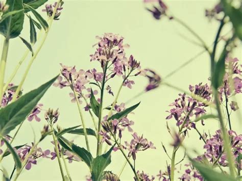 4 Potent & Powerful Small Flowered Willow Herb Benefits