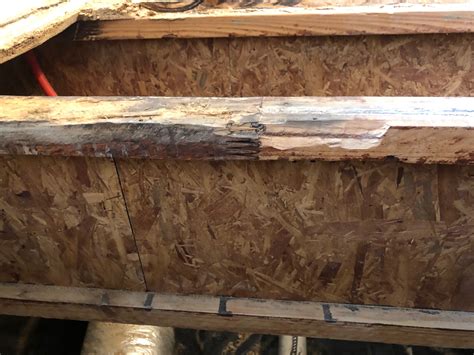 sistering floor joists termite damage - Kimberley Monroe