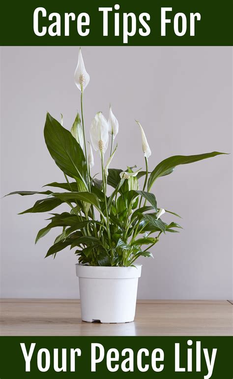 Peace Lily Care Tips | Lily plant care, Peace lily care, Lily plants