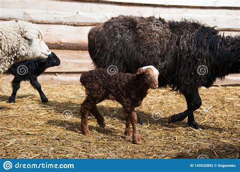 Animals on a rural farm stock photo. Image of animals - 143532892