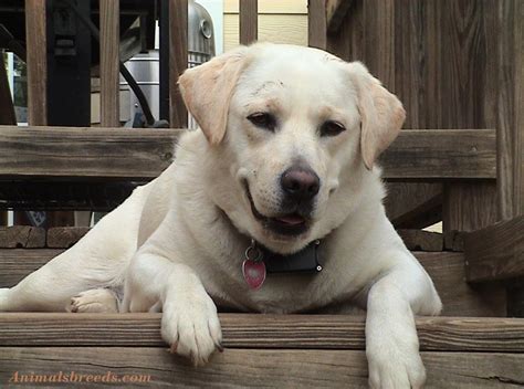 Labrador Retriever - Puppies, Rescue, Pictures, Information ...