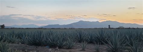 Things to do in Tequila: A Land Of Agave