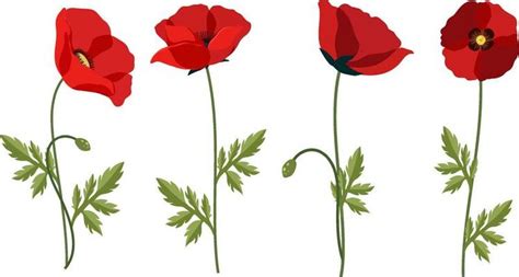 Poppy Flower Drawing Vector Art | Best Flower Site