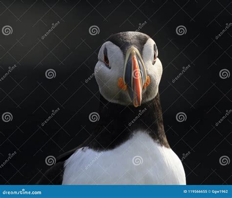 Puffins during Mating Season Stock Image - Image of adorable, island ...