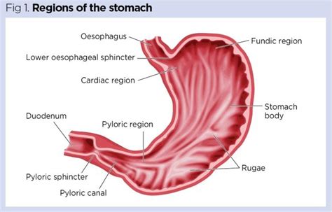 alias Llave alimentar parts of stomach anatomy Dispersión Mujer joven ...