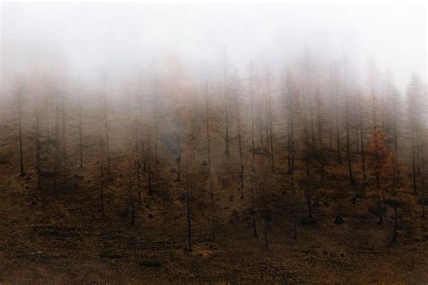 Online crop | HD wallpaper: Forest, desktop backgrounds, fog, foggy, HD ...