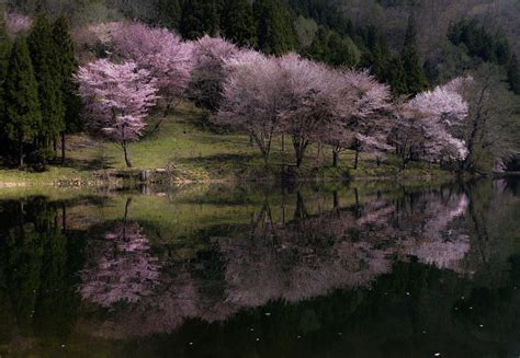 Spring Scenery In Japan - Cherry Blossoms (SAKURA ) Blooms All Over the ...