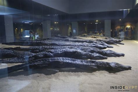 The Crocodile Museum in Kom Ombo - Inside-Egypt