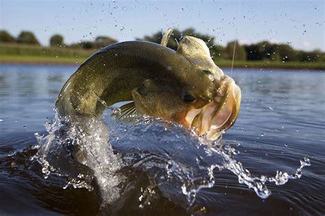 What Water Temperature Do Bass Spawn In? - Tactical Huntr