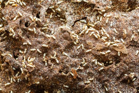 The Hierarchy of Termite Colonies | by David Chapman | Medium