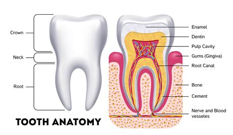 Picture Of Human Teeth Diagram Labeled