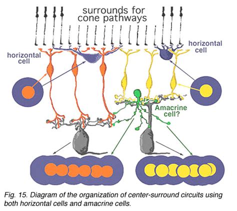 Retinal horizontal cells; Horizontal Cells, Retinal