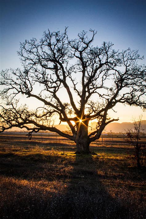 The heart of the oak Photograph by Andy Spliethof - Pixels