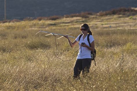 The keys to successful endangered rat neighborhoods - The Wildlife Society