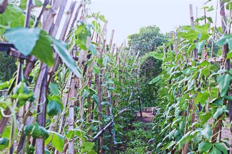 Complete Guide to Growing and Harvesting Cowpeas: Planting Tips and ...