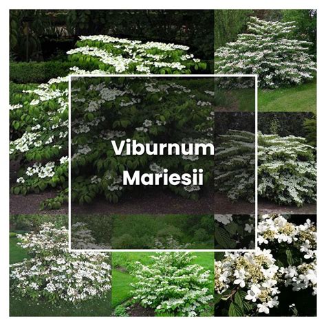 How to Grow Viburnum Mariesii - Plant Care & Tips | NorwichGardener