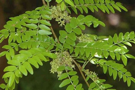 Gleditsia triacanthos