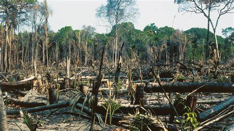 Deforestation: Primary Forest Losses Impact Climate Change — Carmen ...