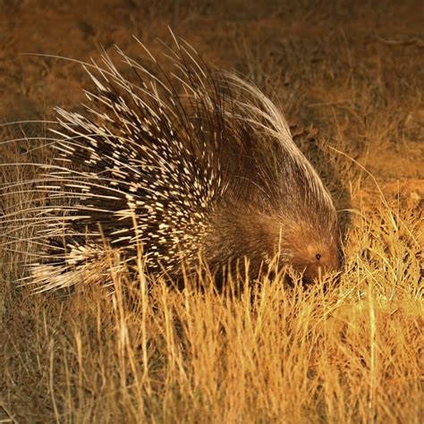 Cape Porcupine facts | Five Fascinating facts about Cape Porcupines