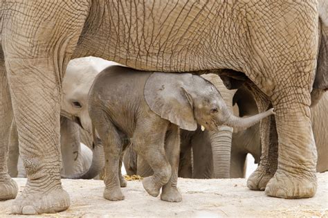 African Elephants Living in Forests Are Now ‘Critically Endangered ...