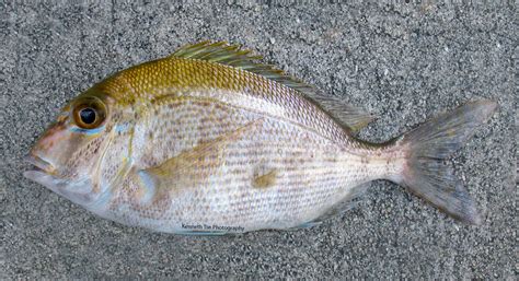 Porgy Family Photographs, and Information – Sparidae | Mexico – Fish ...